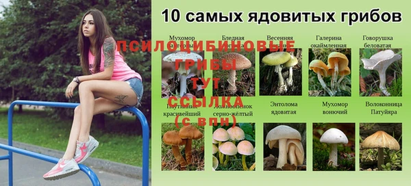 прущие грибы Магадан